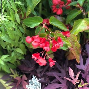 Meet your Posher, Shannon